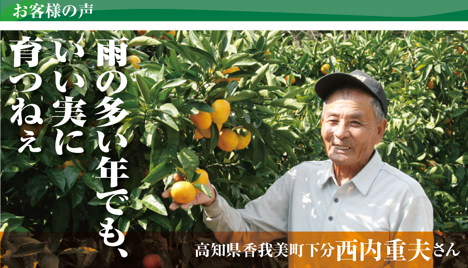 雨の多い年でも、 いい実に 育つねぇ